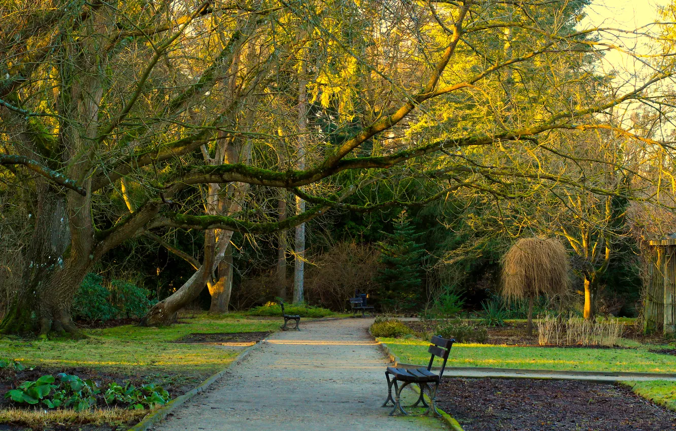 Photo wallpaper trees, park, alley