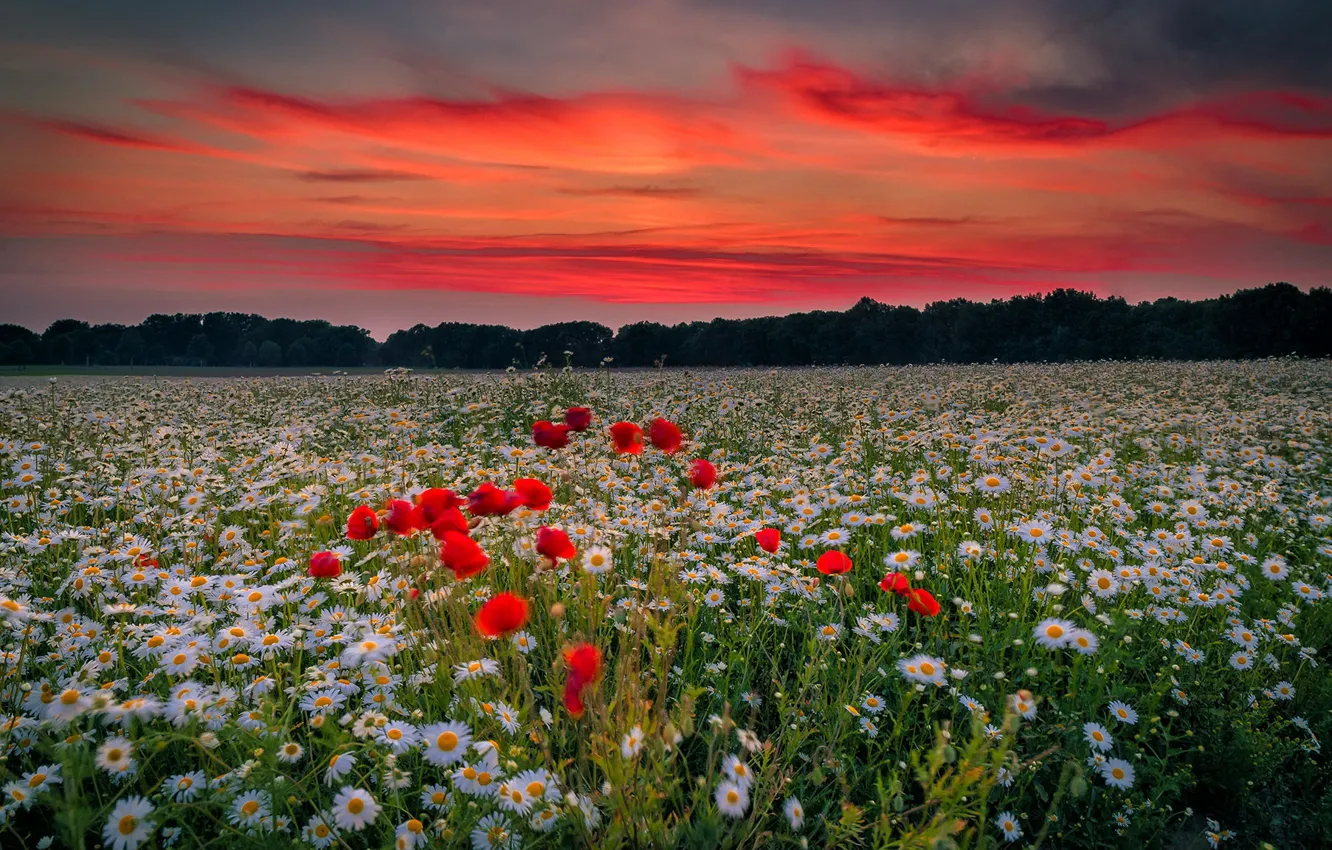 Photo wallpaper field, sunset, Maki