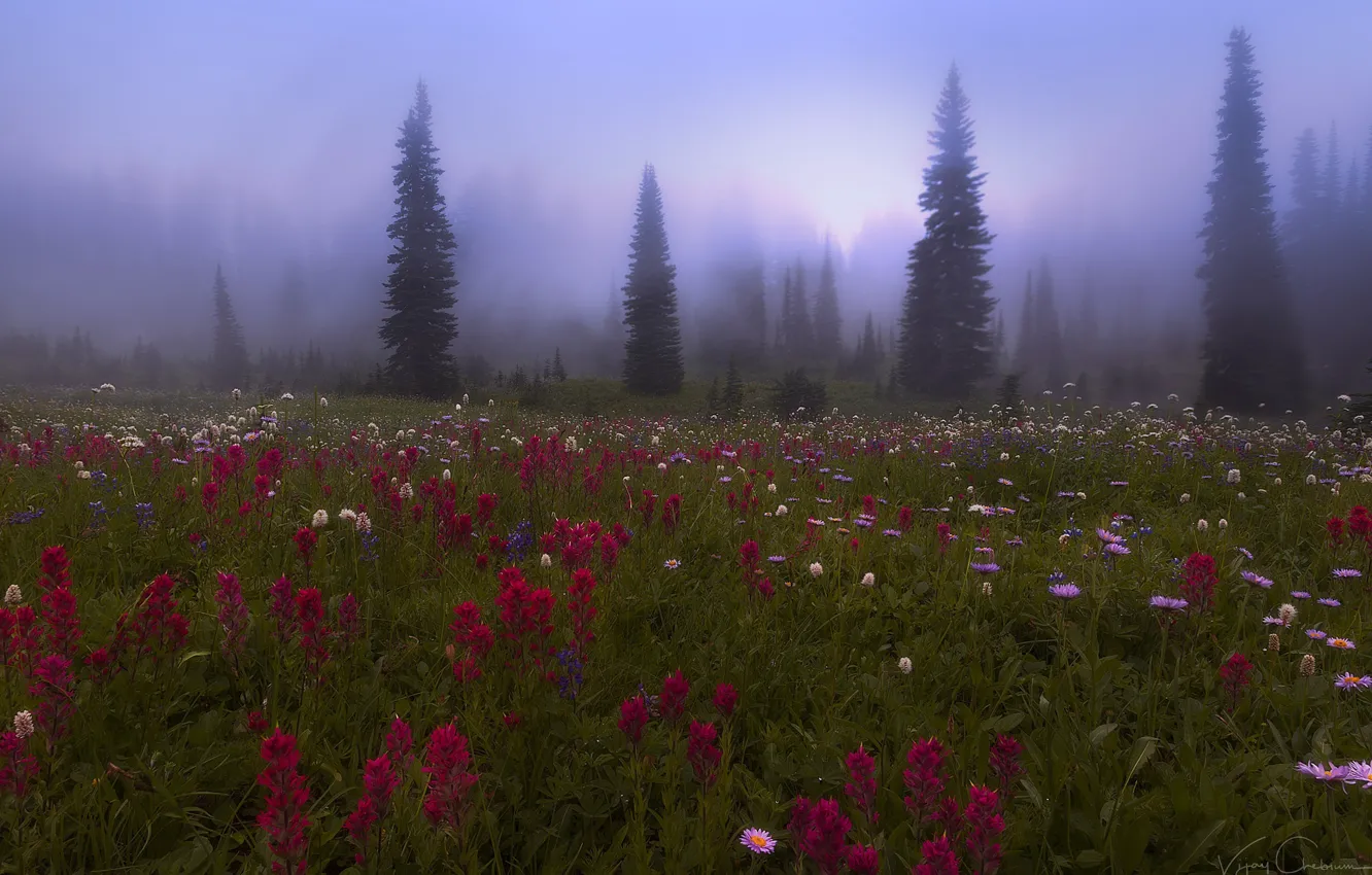 Photo wallpaper forest, flowers, nature, fog, meadow, haze