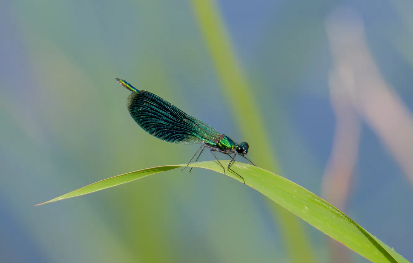 Photo wallpaper summer, macro, nature, dragonfly