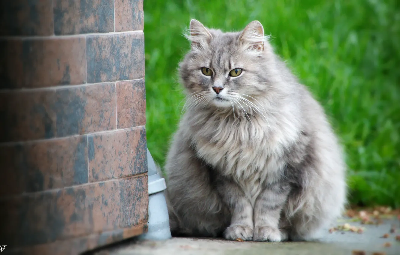 Photo wallpaper cat, Petrovna, Raika