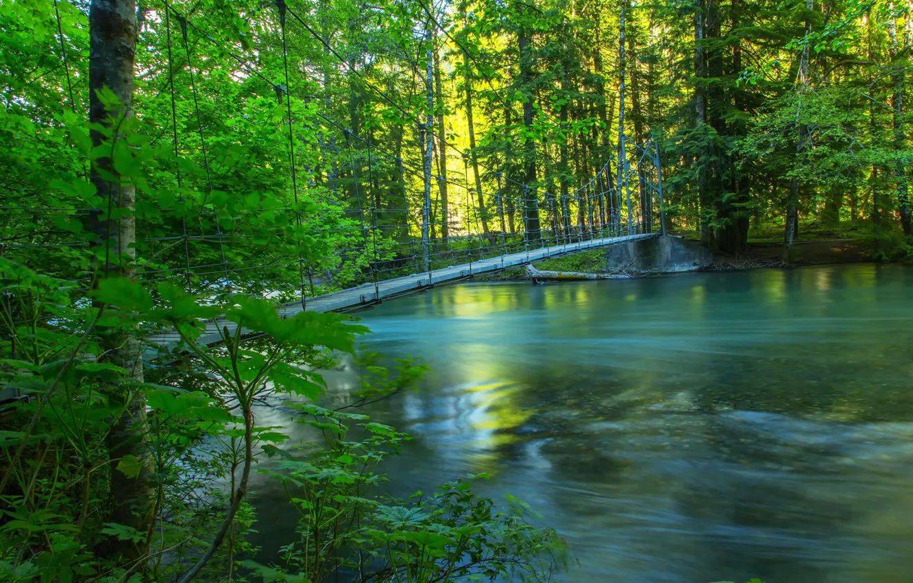 Photo wallpaper forest, summer, bridge, nature, river, photo