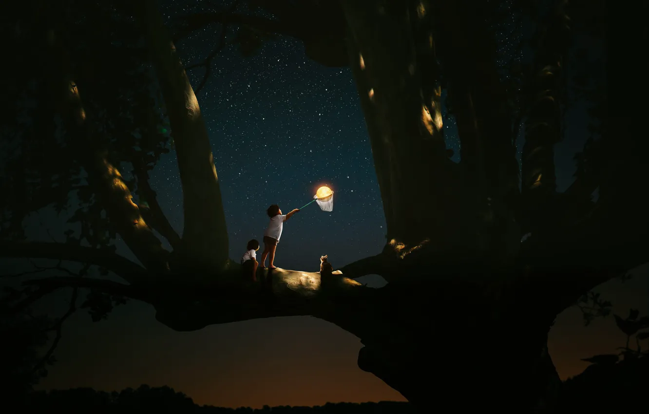 Photo wallpaper cat, the sky, dream, stars, light, trees, night, nature