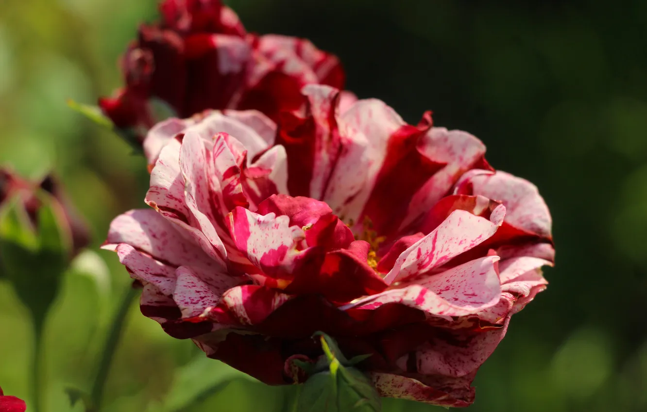 Photo wallpaper color, roses, blooming