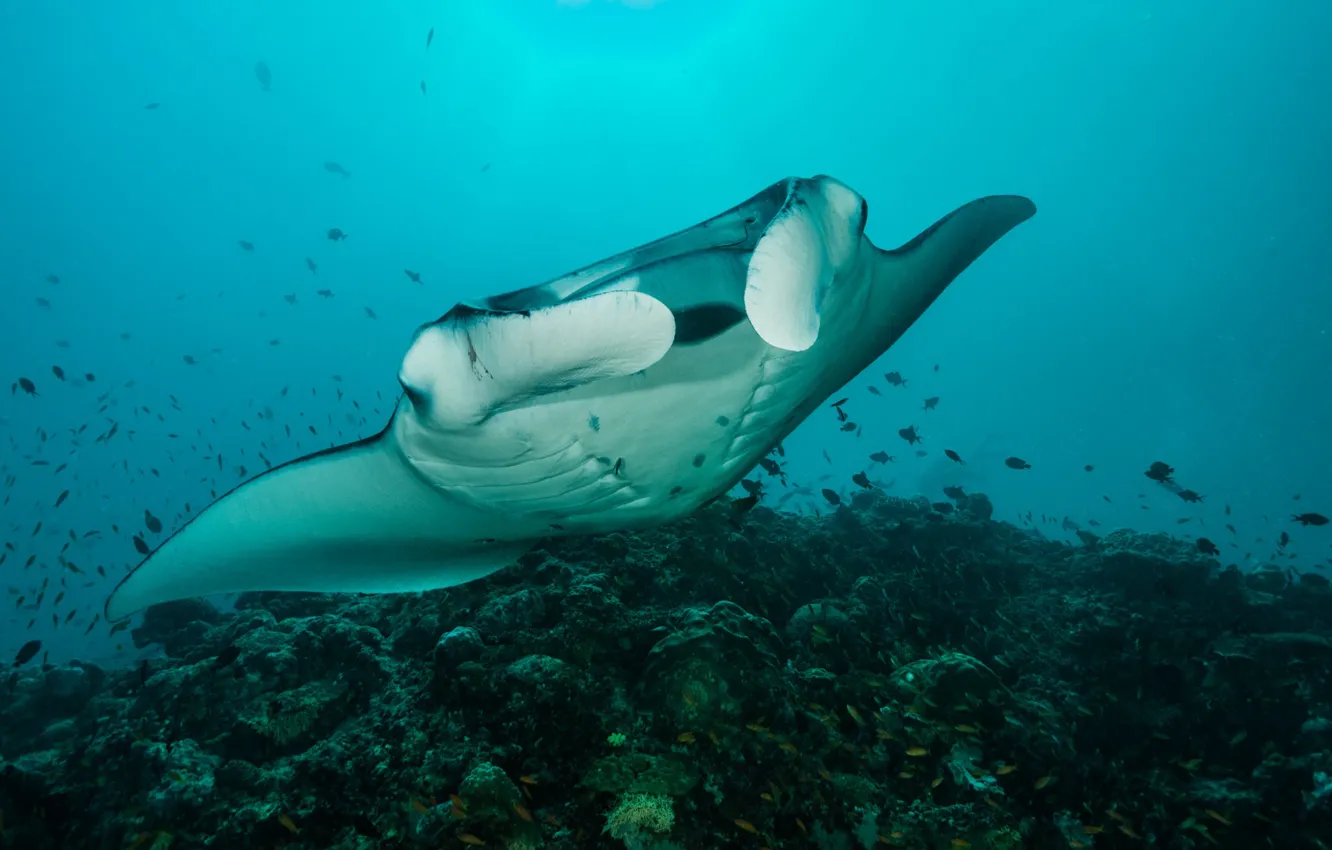Photo wallpaper sea, SKAT, underwater world