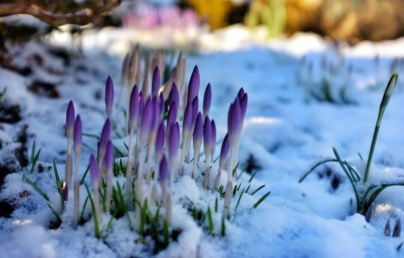 Photo wallpaper snow, flowers, spring, snowdrops