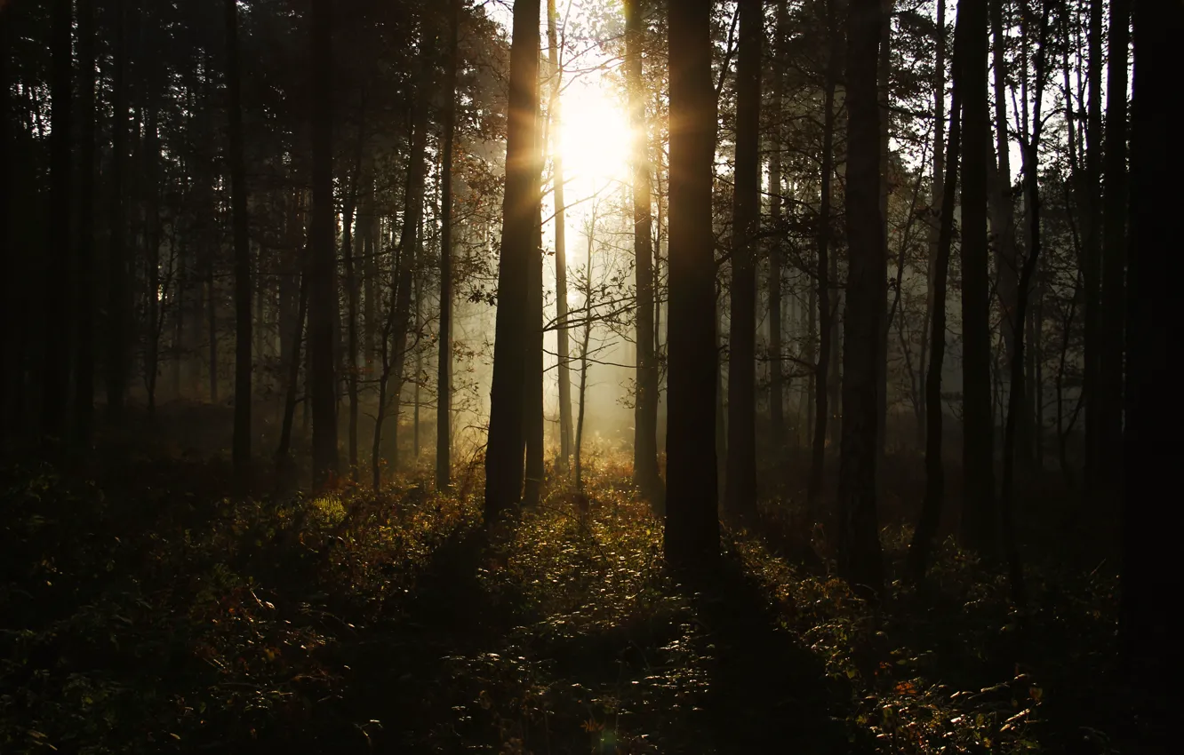 Photo wallpaper forest, the sun, nature, dark forest