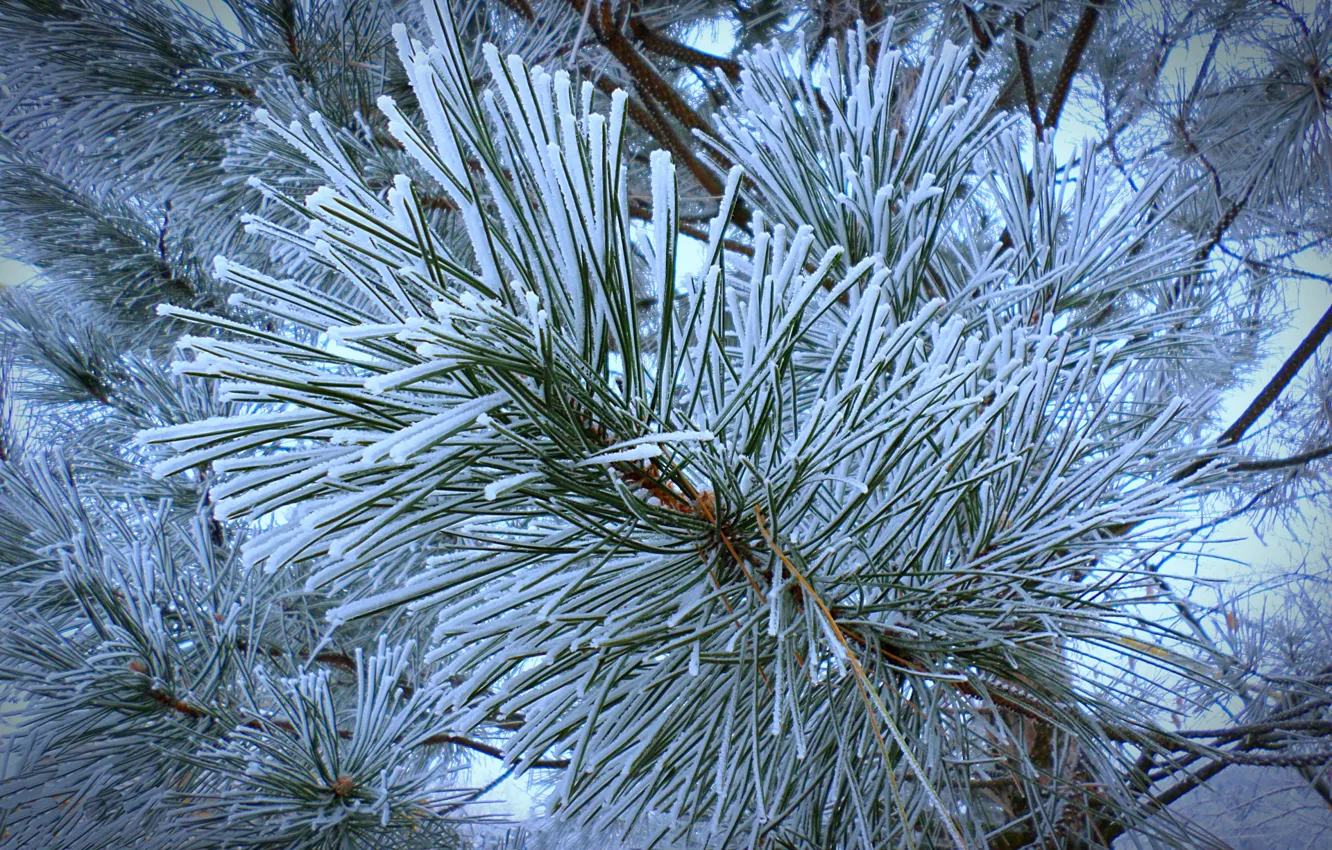 Photo wallpaper needles, pine, frost