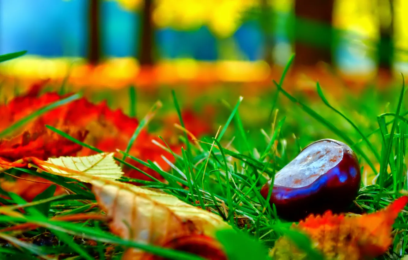 Photo wallpaper autumn, grass, leaves, macro, chestnuts