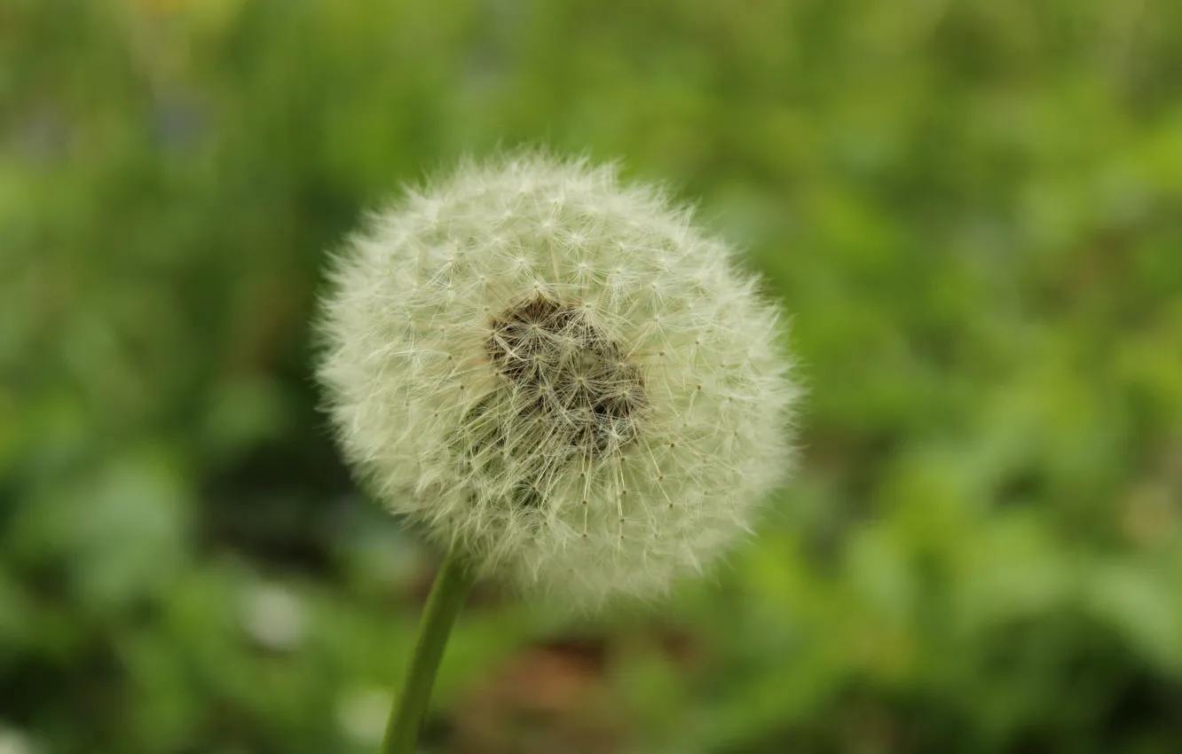 Photo wallpaper greens, macro, flowers, dandelion, green, spring, flower, blossom