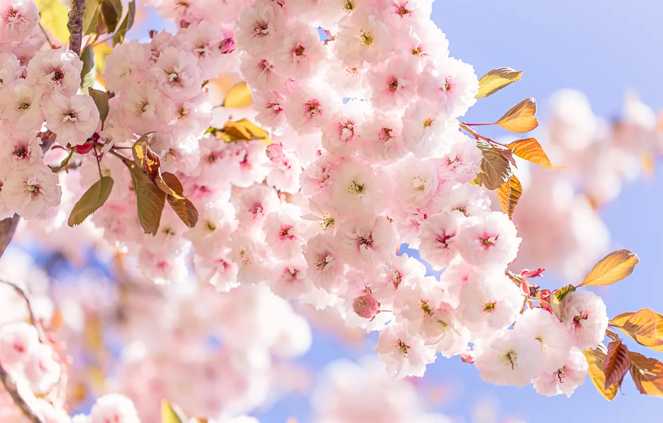 Photo wallpaper leaves, light, flowers, branches, spring, gentle, white, flowering