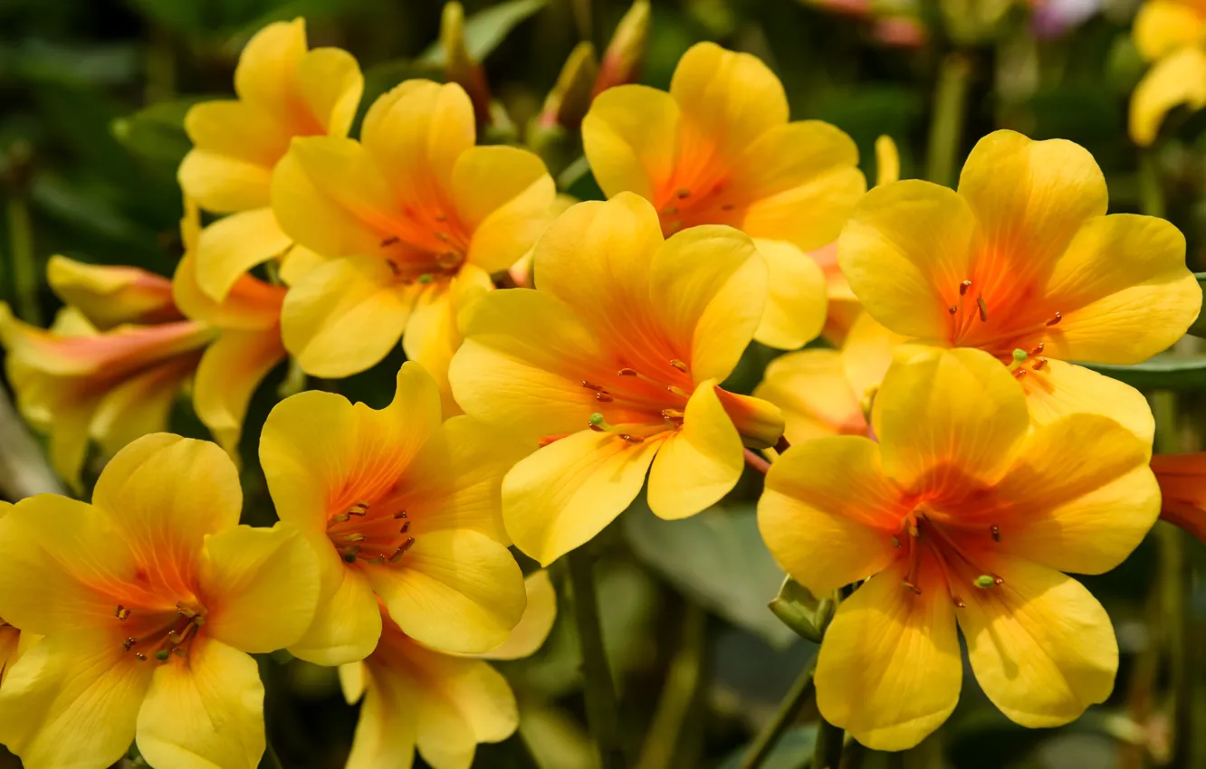 Photo wallpaper macro, flowers, close-up, yellow, bright, spring, spring