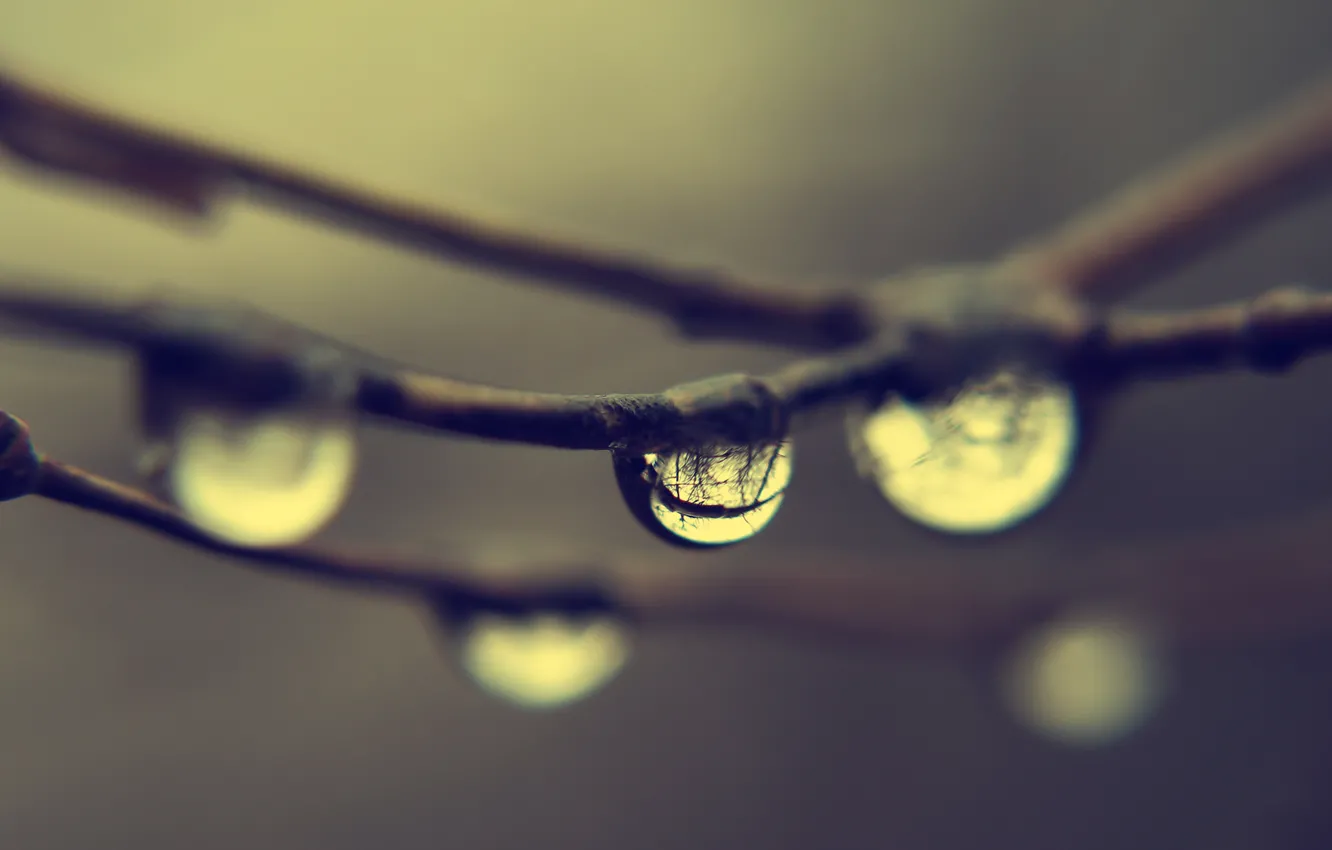 Photo wallpaper drops, branches, reflection, rain