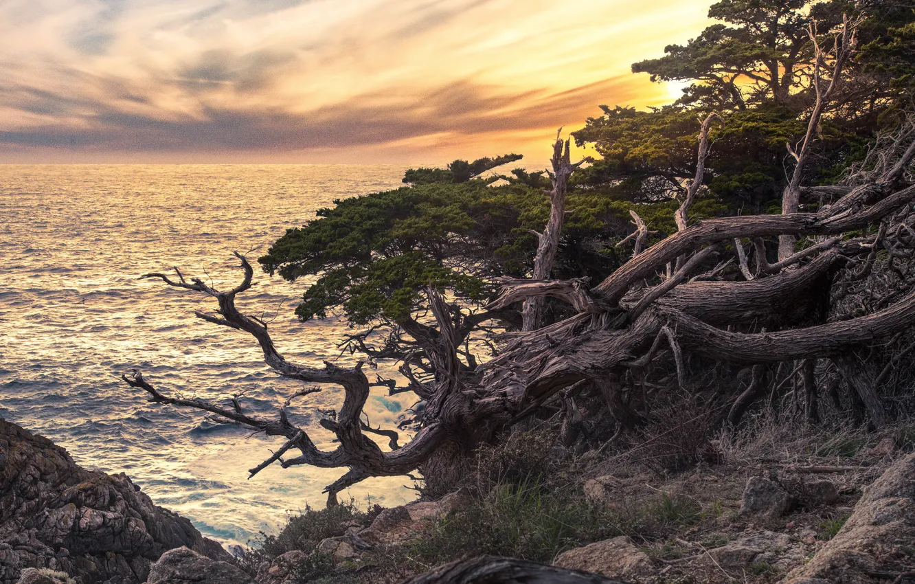 Photo wallpaper sea, the sky, clouds, trees, sunset, branches, stones, tree