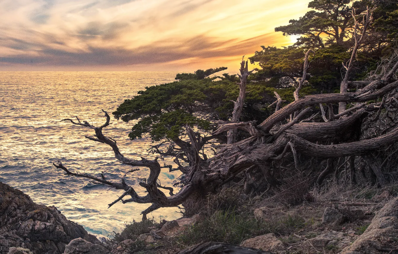 Photo wallpaper sea, the sky, clouds, trees, sunset, branches, stones, shore