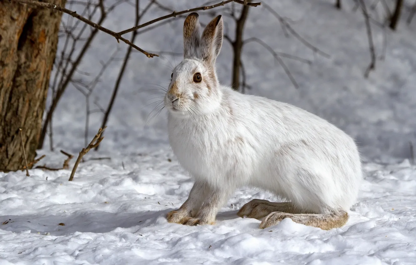 Photo wallpaper winter, snow, hare