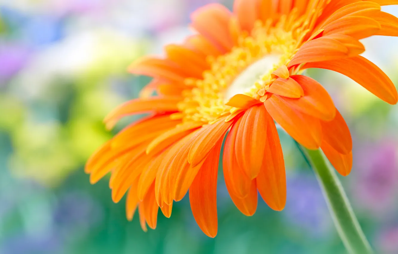 Photo wallpaper macro, flowers, flower, close up, beautiful yellow daisy-gerbera, beautiful yellow Daisy-gerbera