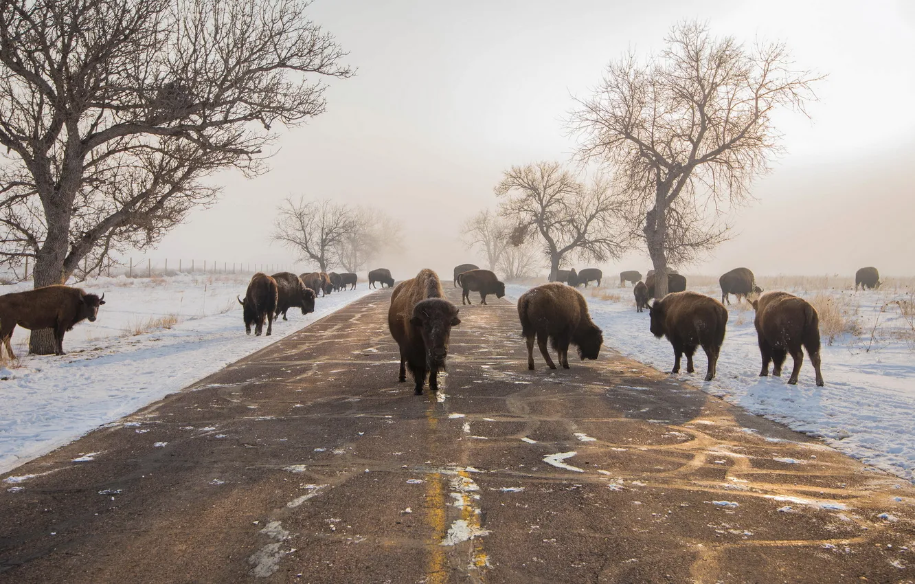 Photo wallpaper snow, Buffalo, Blocking Road