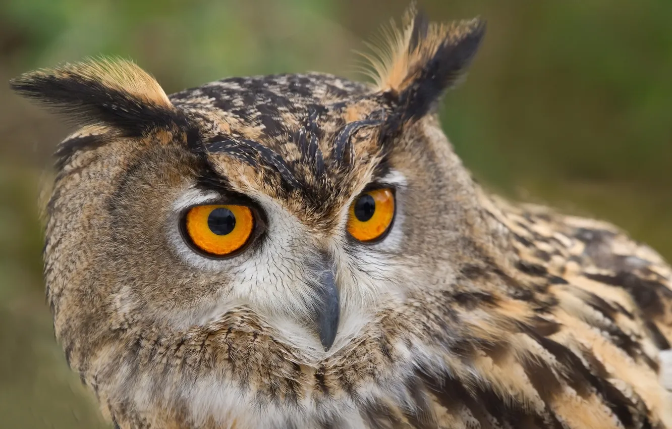 Photo wallpaper owl, bird, feathers, owl