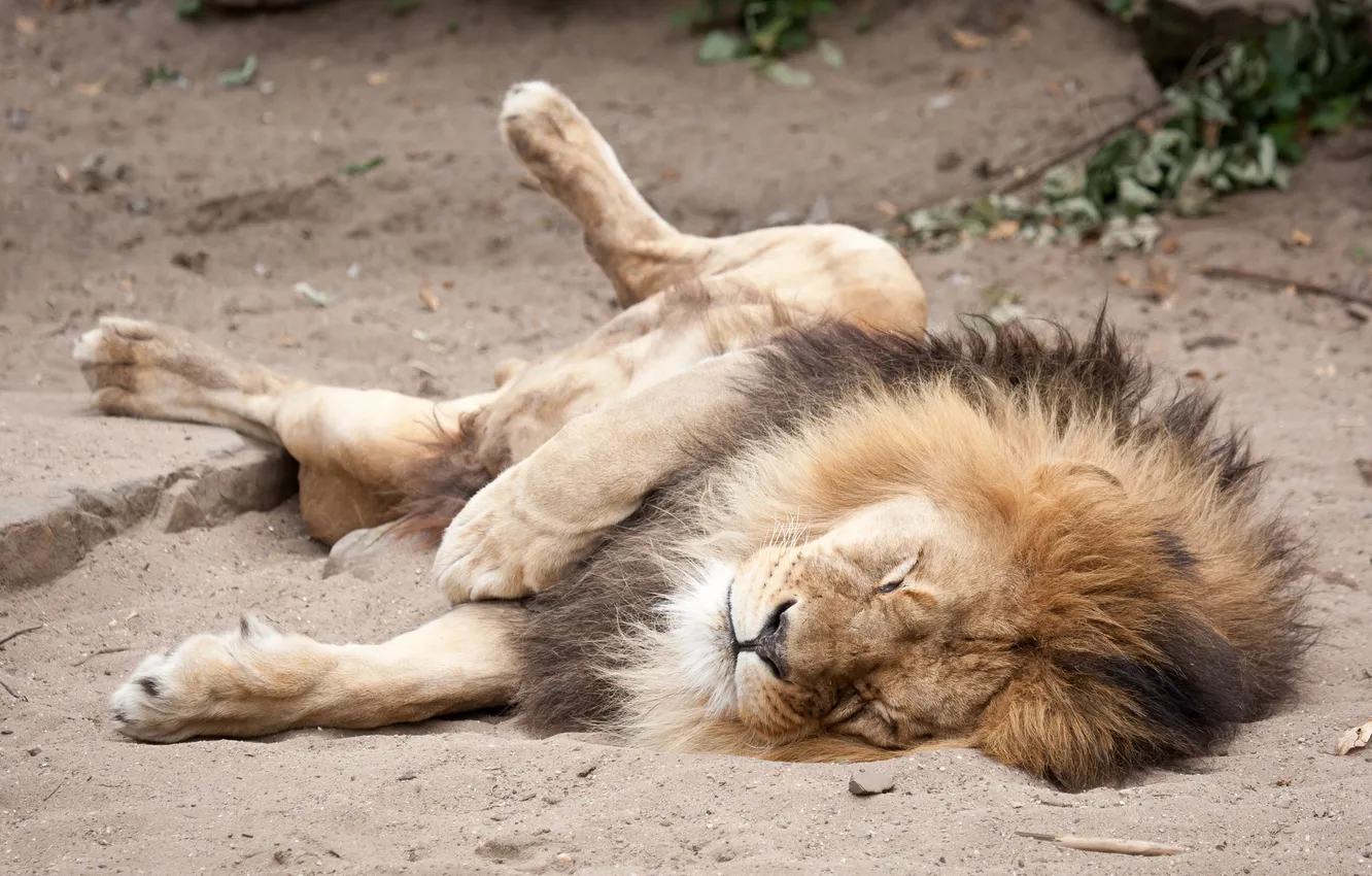 Photo wallpaper sand, cat, stay, sleep, Leo, mane