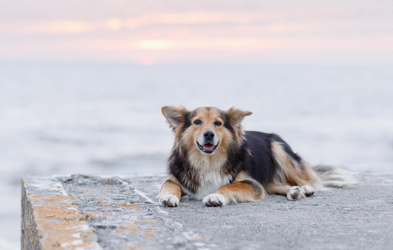 Photo wallpaper look, each, dog