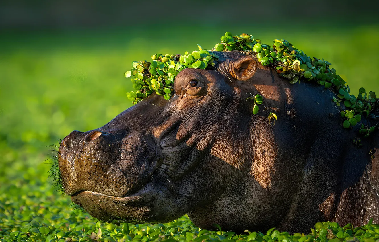 Photo wallpaper face, swamp, Hippo, duckweed