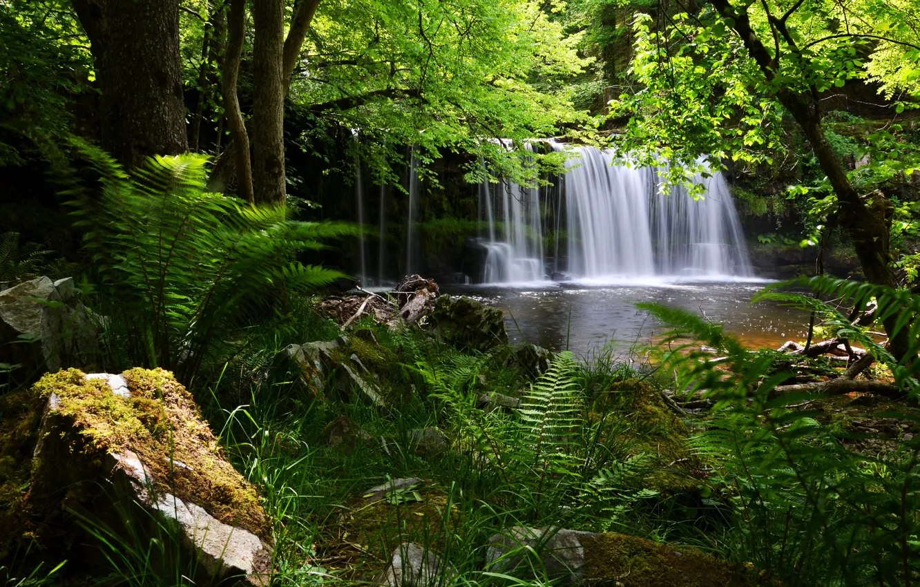 Photo wallpaper forest, England, waterfall, fern, England, Brecon Beacons National Park