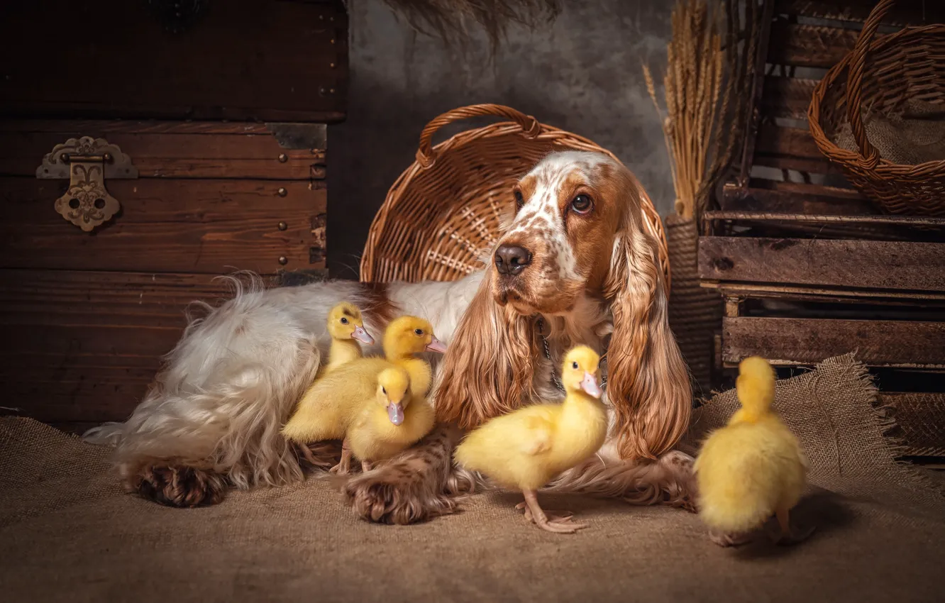 Photo wallpaper dog, ducklings, Chicks, Elena Savchenkova