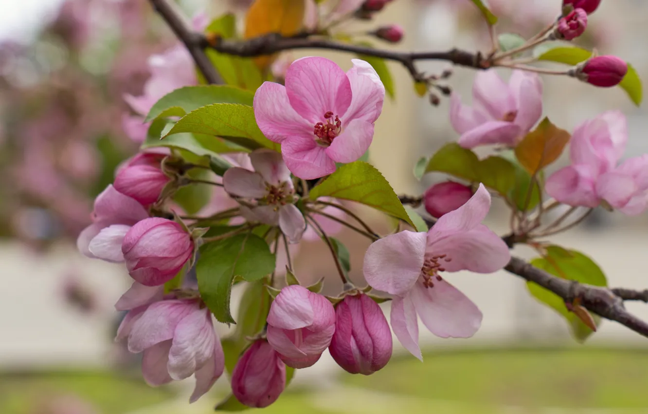 Photo wallpaper flowers, pink, Apple