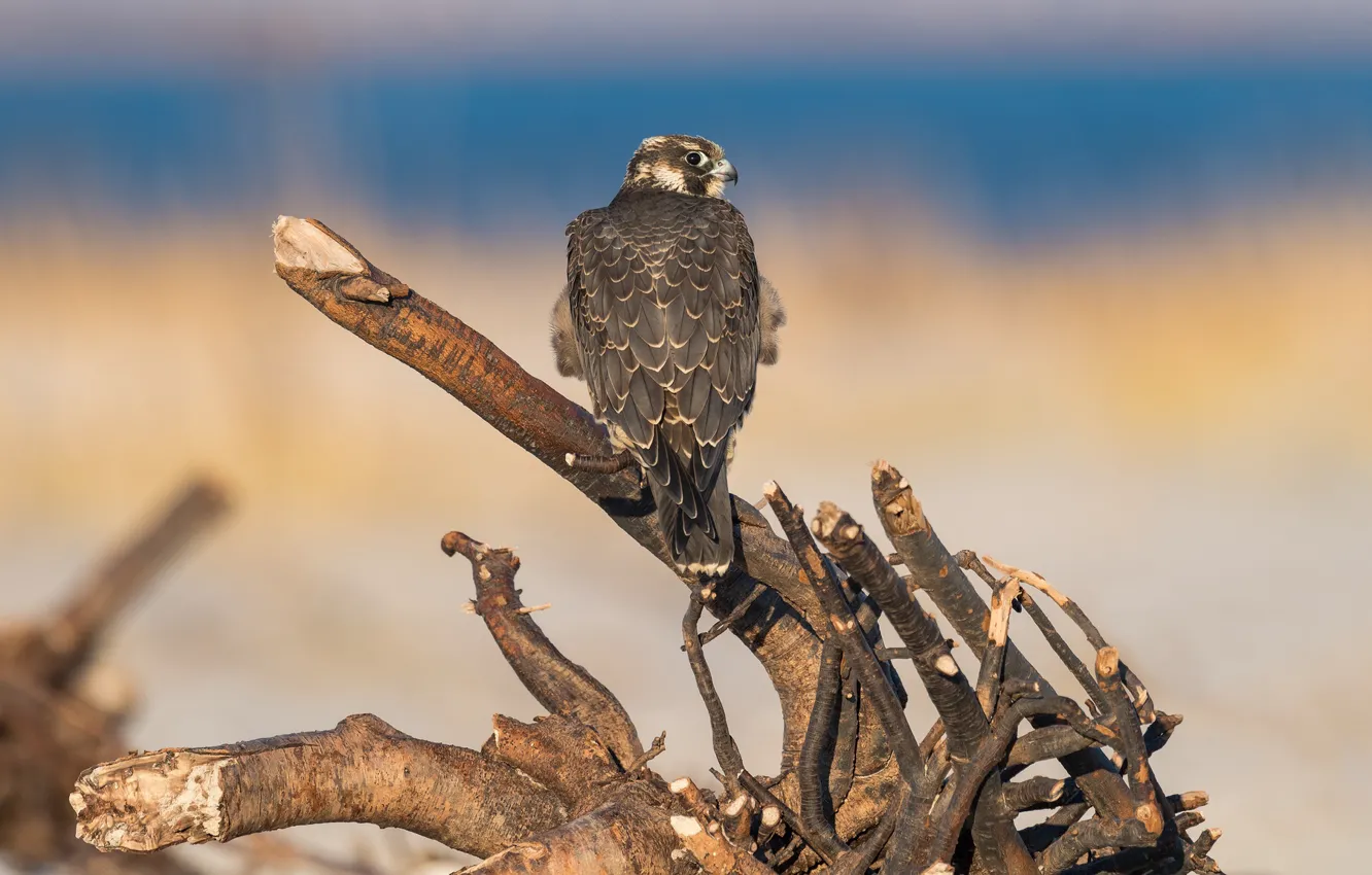 Photo wallpaper look, branches, blue, yellow, background, bird, snag, hawk