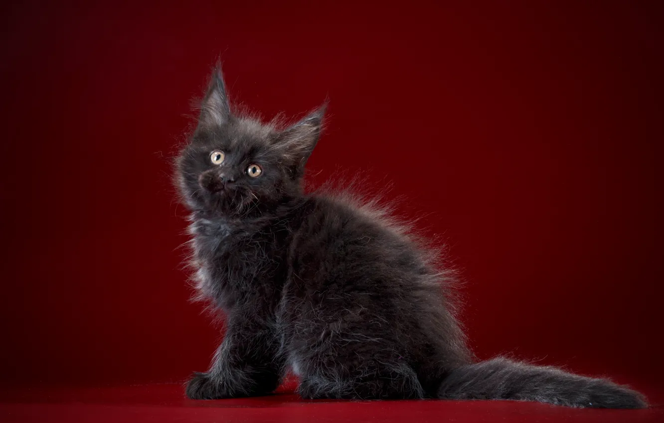 Photo wallpaper background, black, boy, baby, kitty