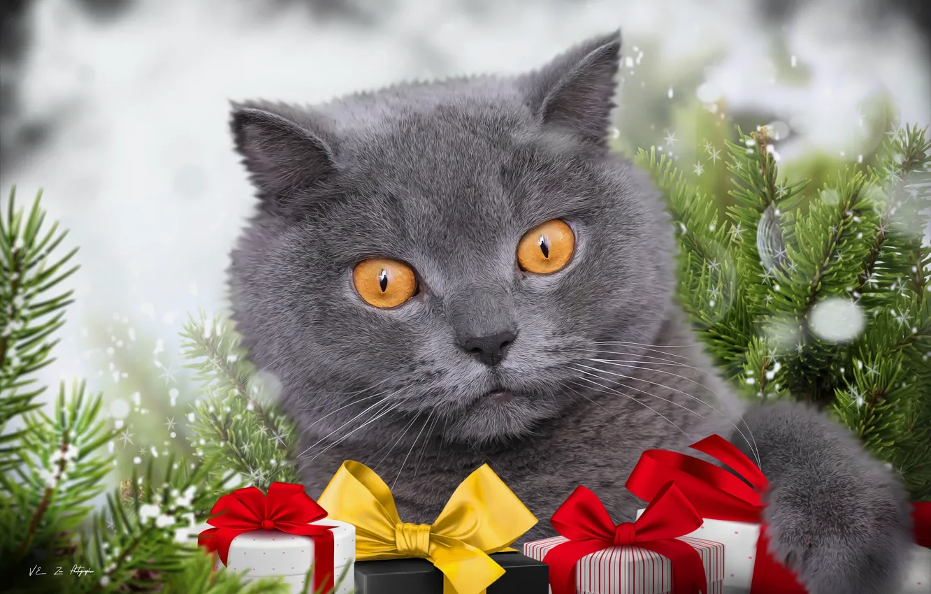Photo wallpaper cat, background, spruce, gifts, British