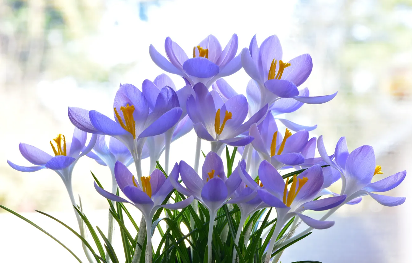 Photo wallpaper background, crocuses, saffron