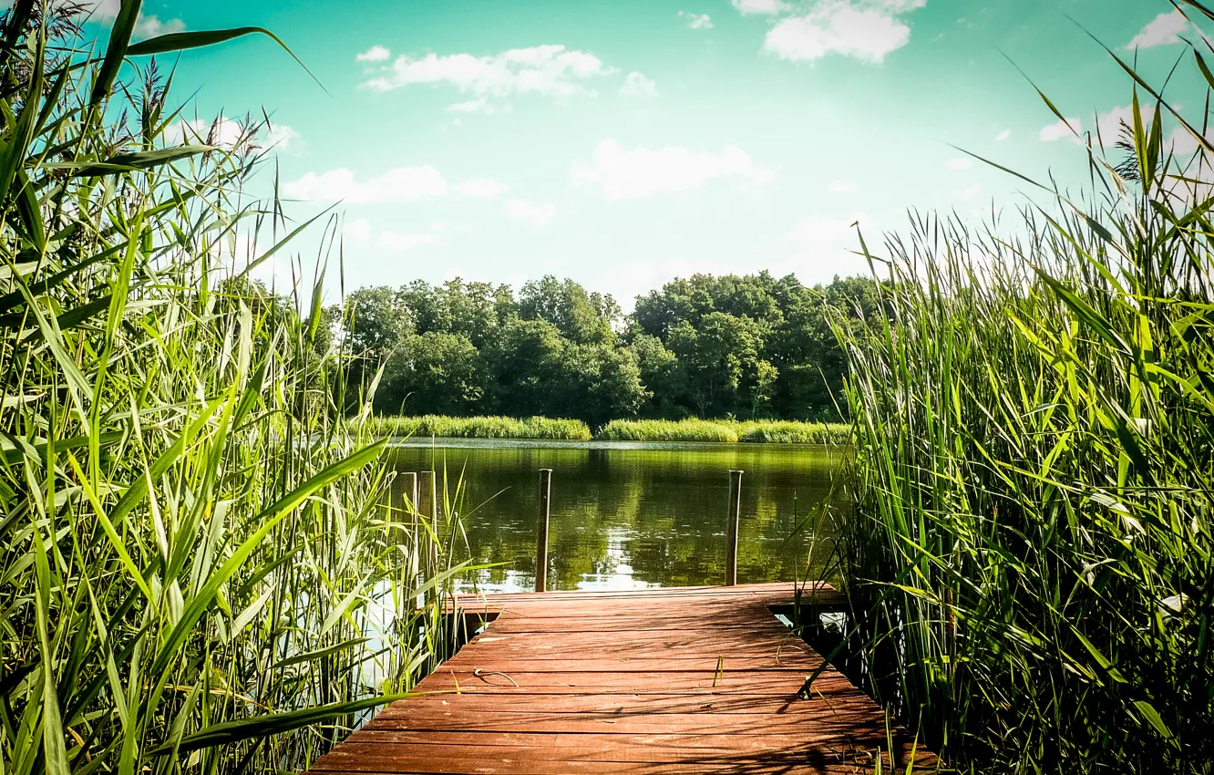 Photo wallpaper green, summer, lake, warm