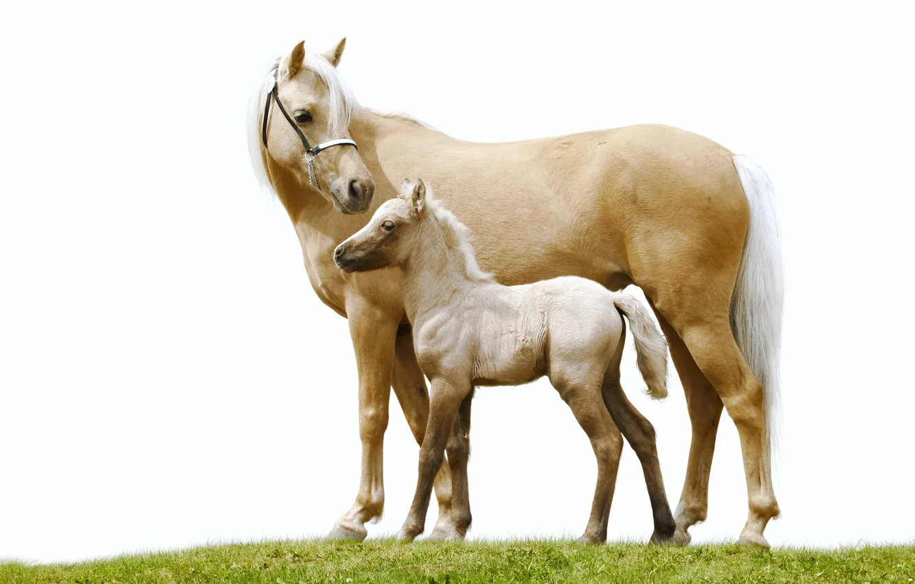 Photo wallpaper grass, horse, horse, pair, white background, foal