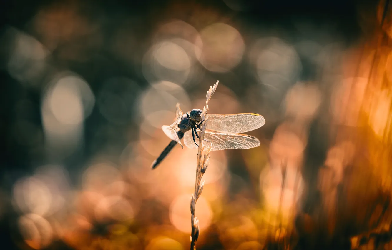 Photo wallpaper macro, dragonfly, bokeh, blurred background