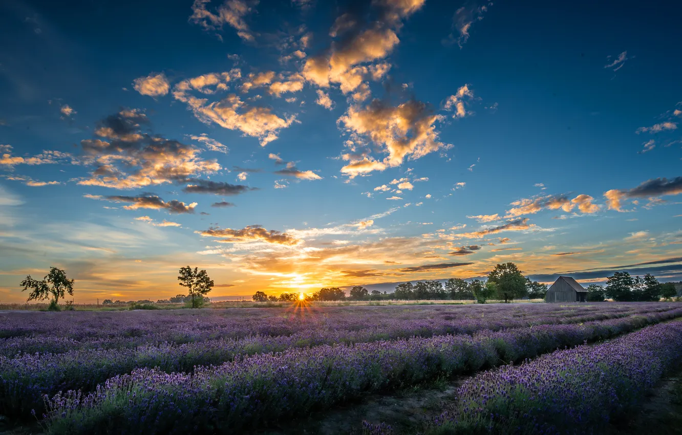 Photo wallpaper the sky, the sun, clouds, rays, trees, sunset, flowers, blue