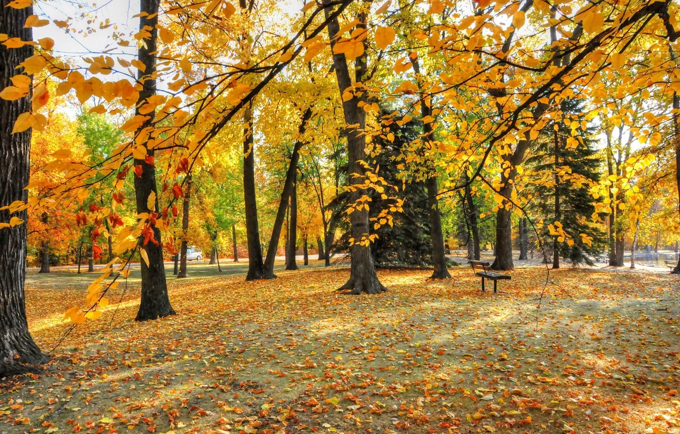 Photo wallpaper autumn, leaves, trees, Park