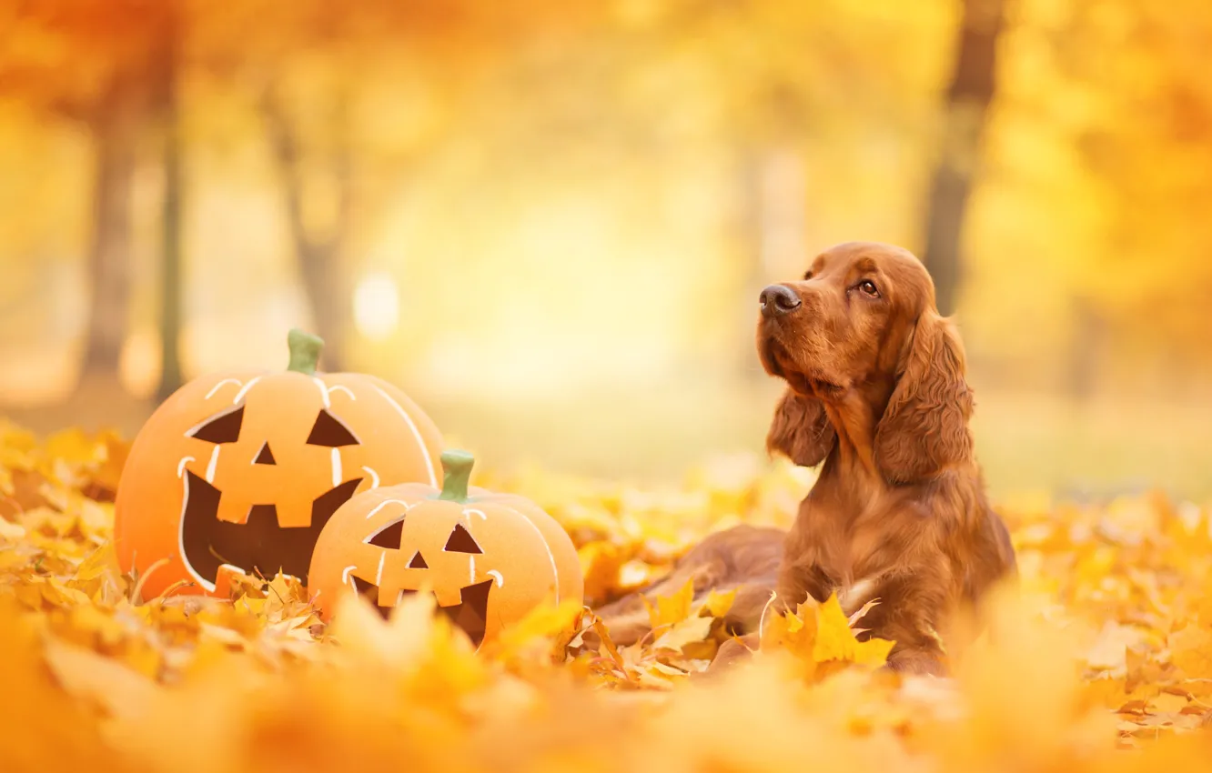 Photo wallpaper autumn, pumpkin, Spaniel