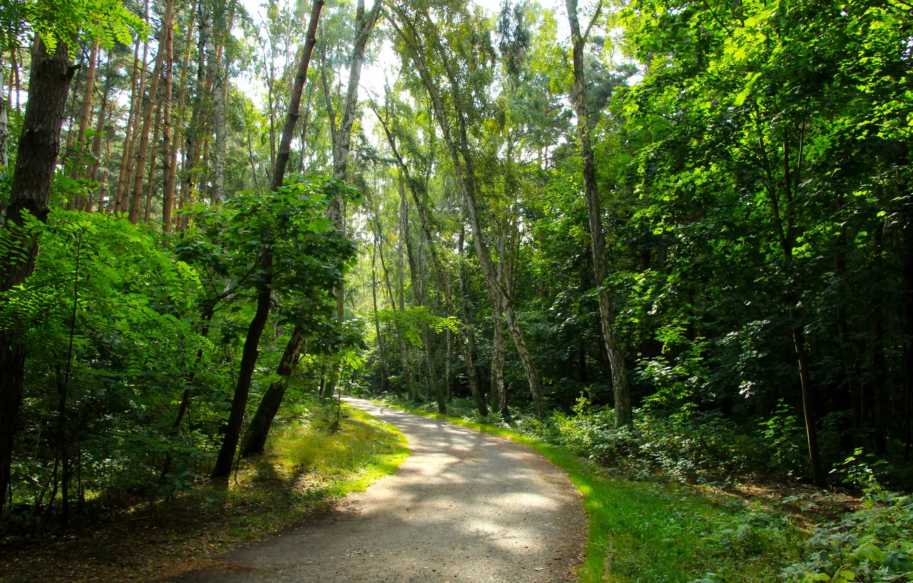 Photo wallpaper forest, trees, park, alley