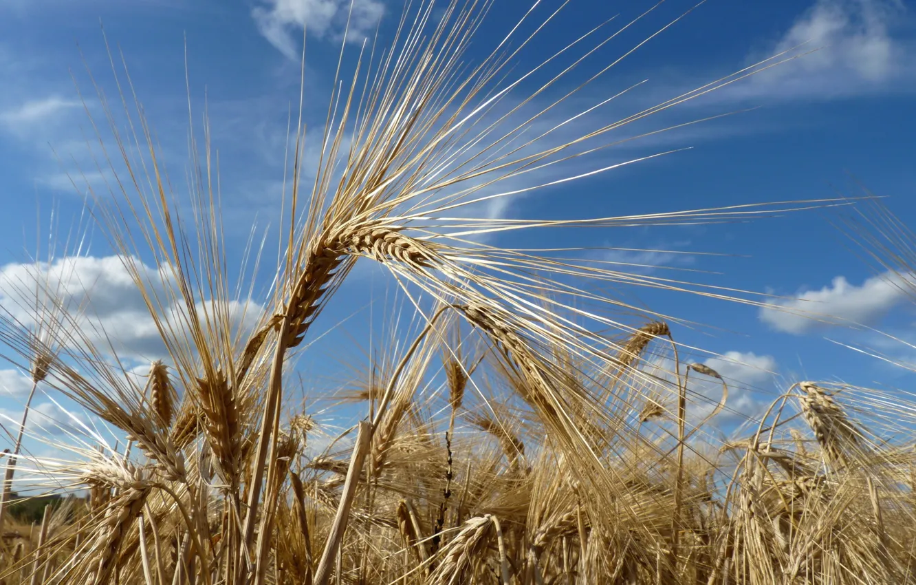 Photo wallpaper wheat, field, autumn, grain