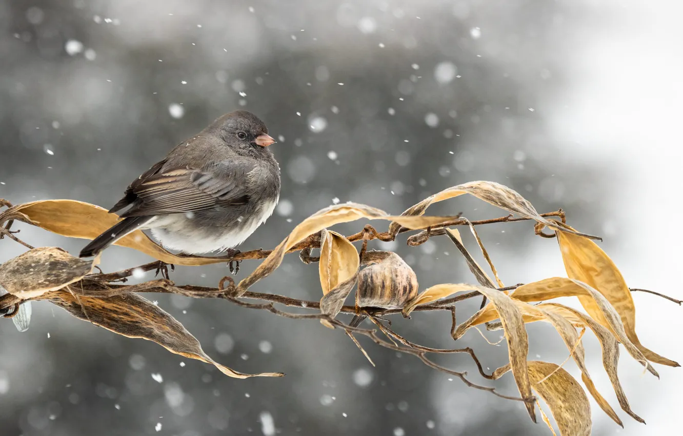 Photo wallpaper leaves, snow, branches, nature, bird, bokeh