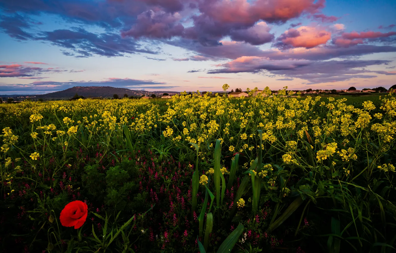 Photo wallpaper field, summer, Maki, meadow, rapeseed field