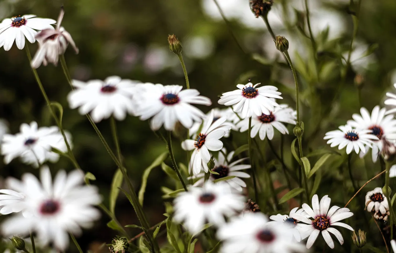 Photo wallpaper grass, chamomile, meadow, white