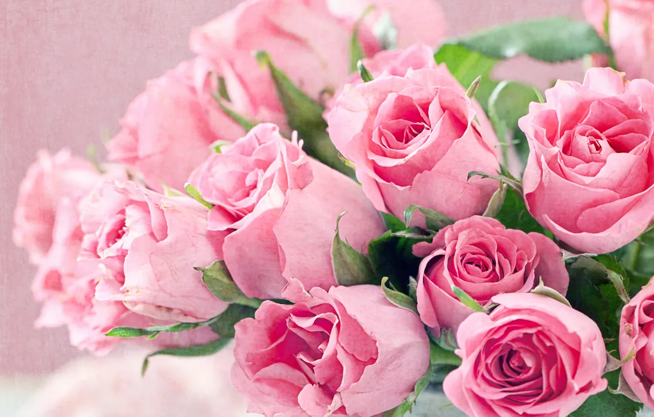 Photo wallpaper roses, bouquet, pink, closeup