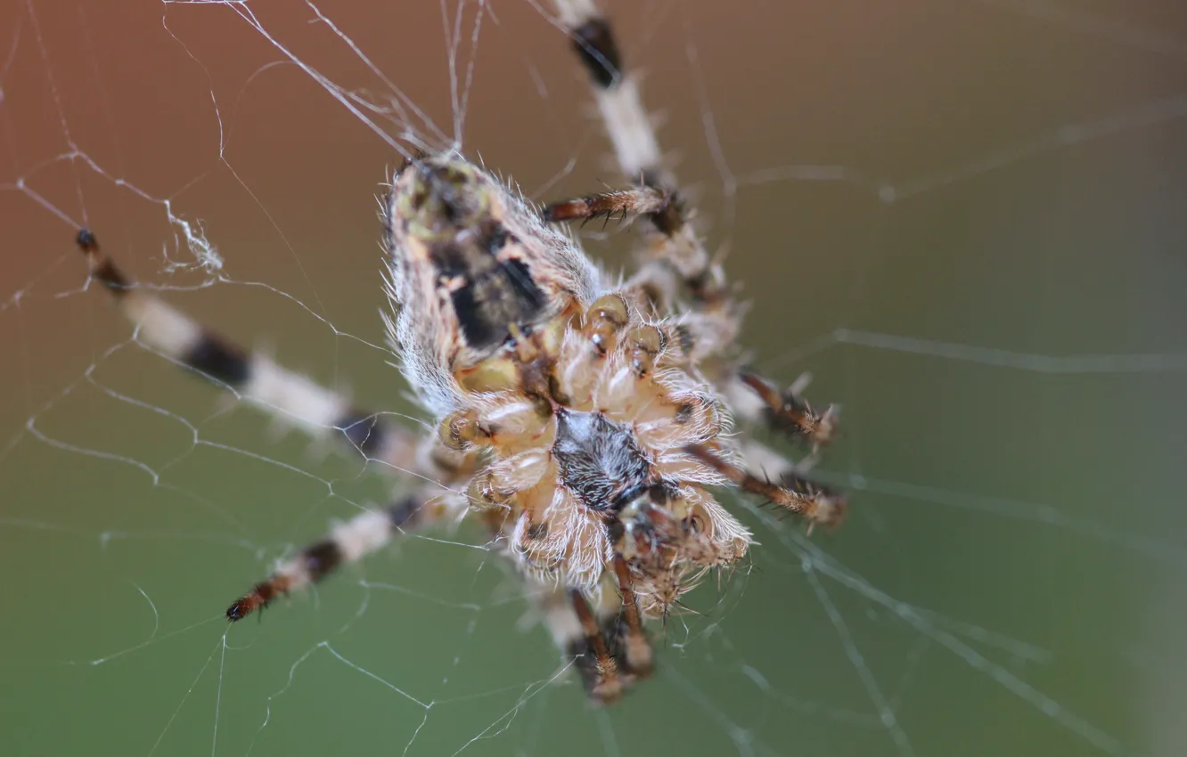 Photo wallpaper macro, web, spider, spider