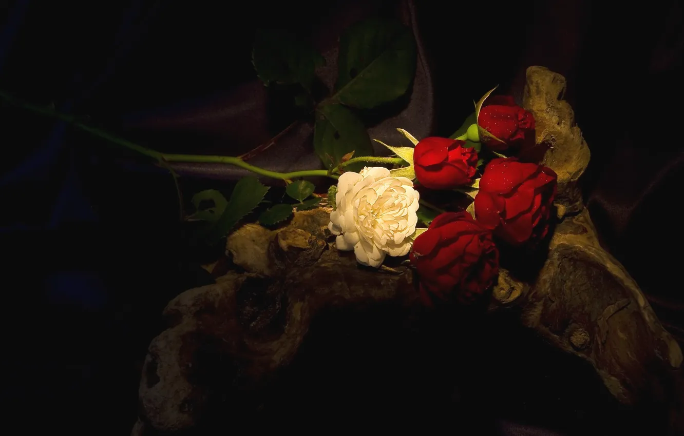 Photo wallpaper stump, roses, the dark background