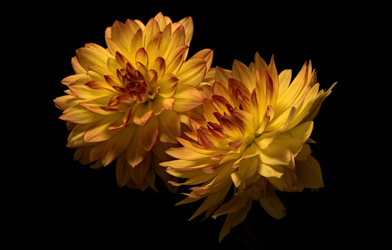 Photo wallpaper flowers, chrysanthemum, the dark background