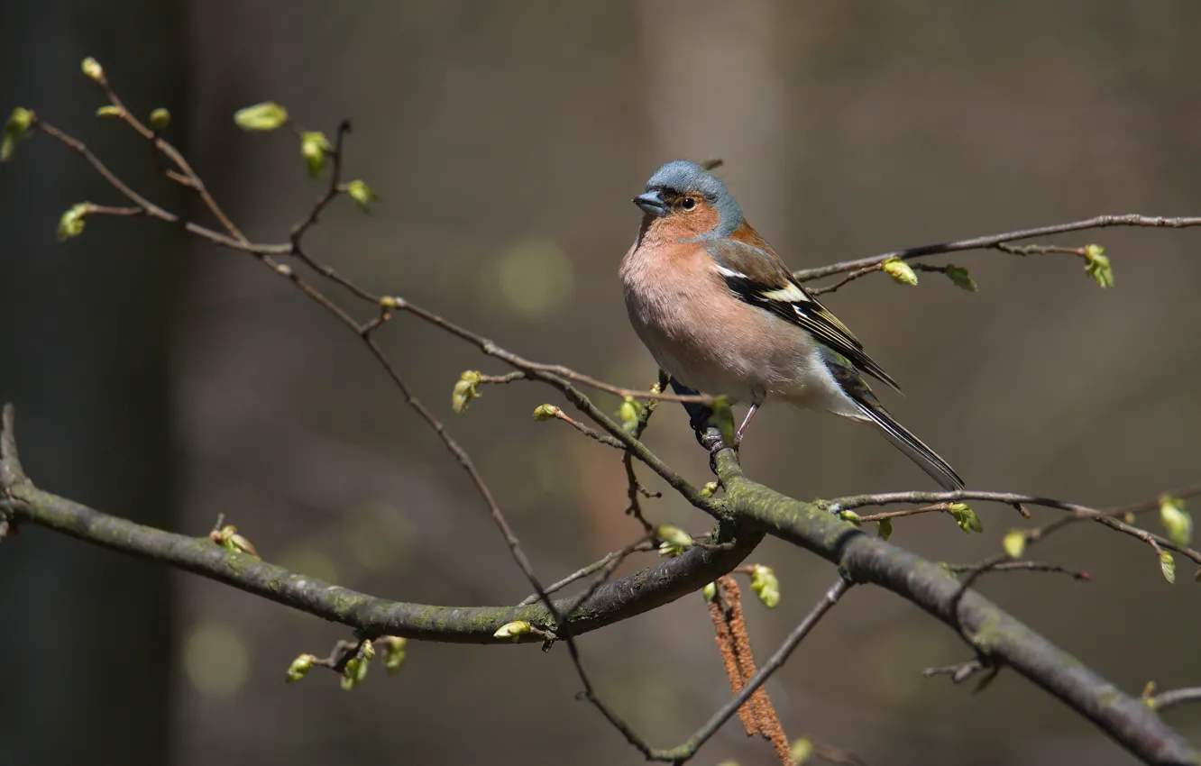 Photo wallpaper branches, bird, spring, Chaffinch