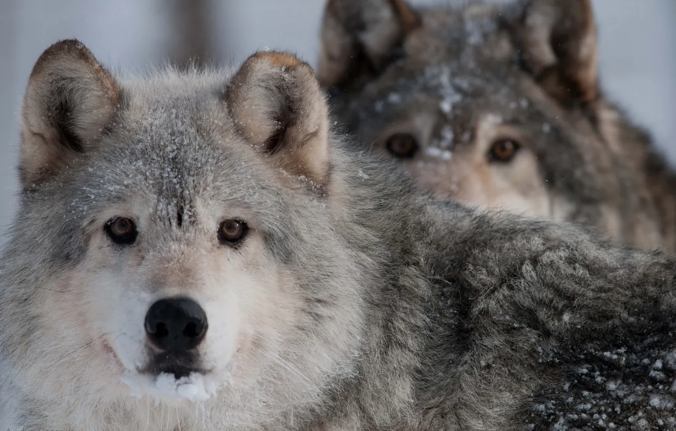 Photo wallpaper look, wolf, predator